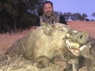 California Wild Boar Hunt