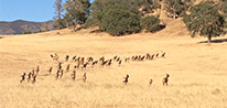 California Tule Elk Hunting