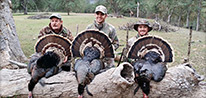 California Turkey Hunts