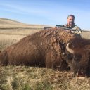 roaming buffaloes travel