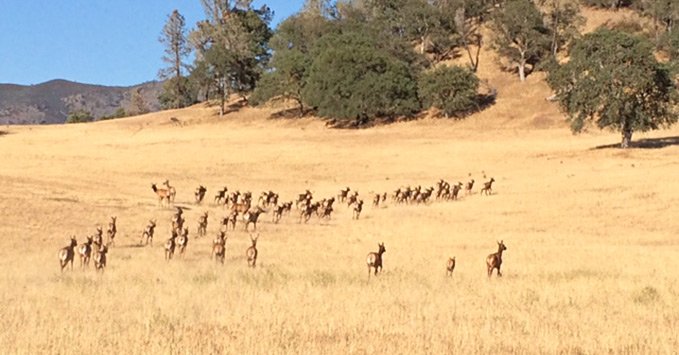 Tule Elk Hunts